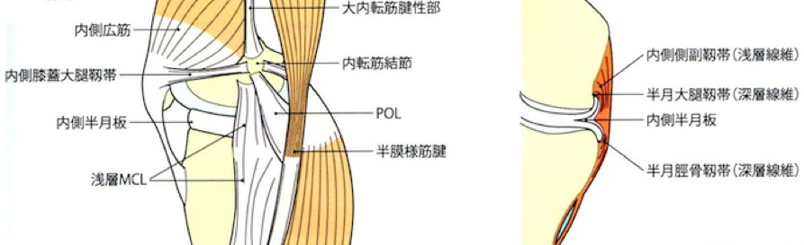 膝内側側副靭帯 Mcl 損傷のリハビリ前に知っておきたい機能解剖と病態 Re Style